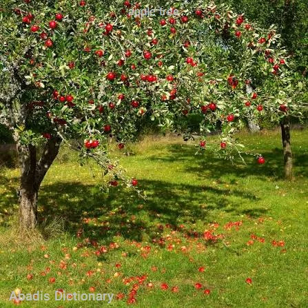 apple tree
